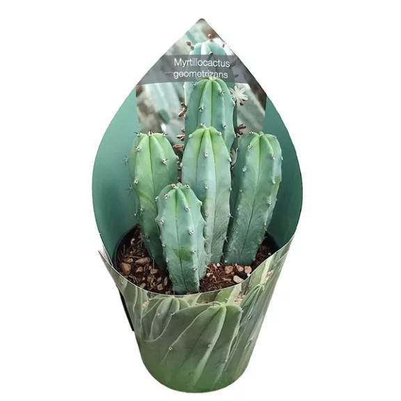 Myrtillocactus geometrizans Myrtillocactus geometrizans