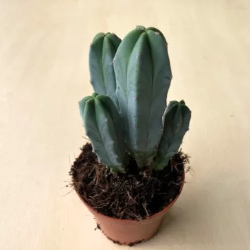 Myrtillocactus geometrizans
