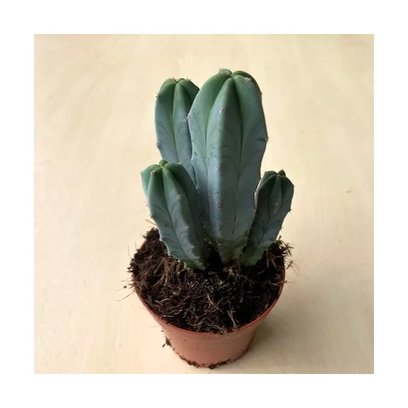 Myrtillocactus geometrizans Myrtillocactus geometrizans