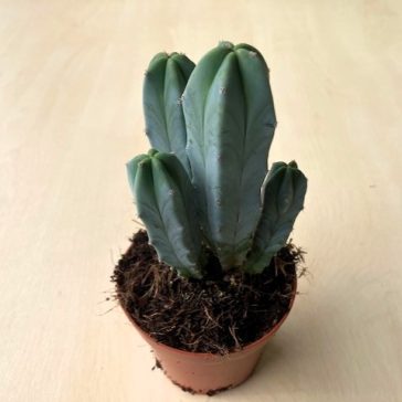 Myrtillocactus geometrizans