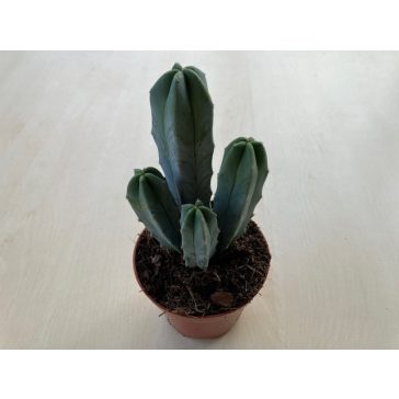 Myrtillocactus geometrizans