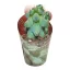 Myrtillocactus geometrizans