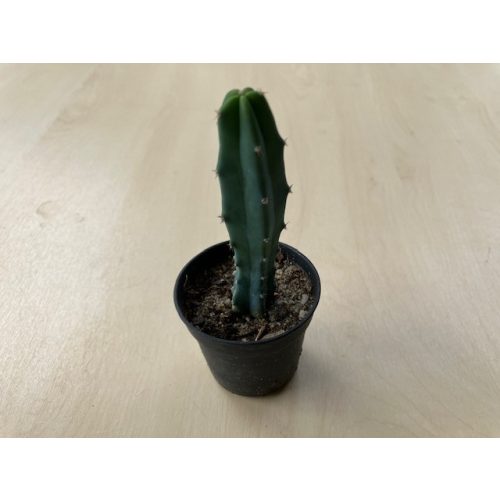 Mammillaria magnimamma