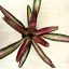 Neoregelia carolinae