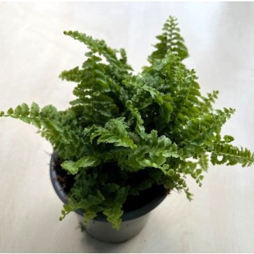 Nephrolepis exaltata ‘Fluffy Ruffles’