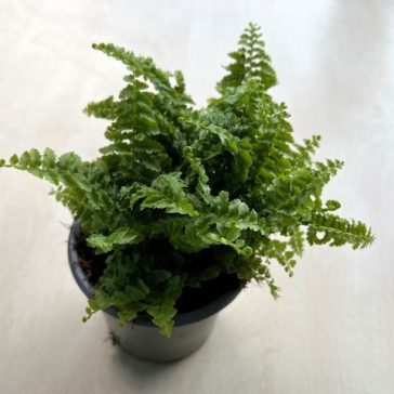 Nephrolepis exaltata ‘Fluffy Ruffles’