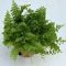 Nephrolepis exaltata 'Green fantasy'