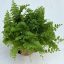Nephrolepis exaltata 'Green fantasy'