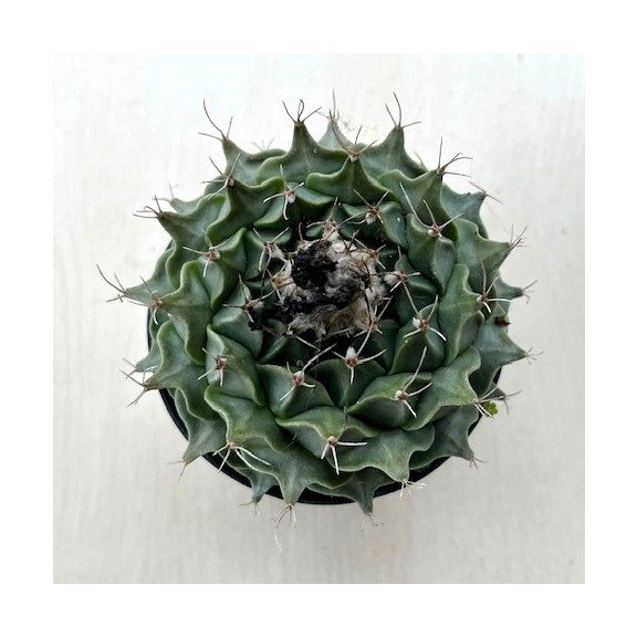 Obregonia denegrii