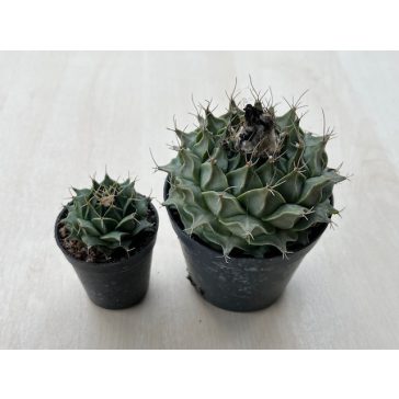 Obregonia denegrii