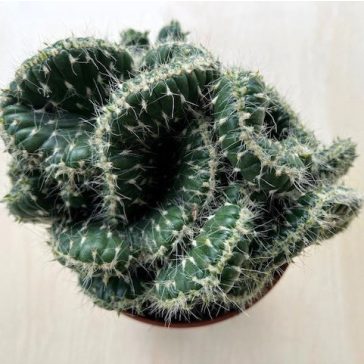 Opuntia cylindrica cristata