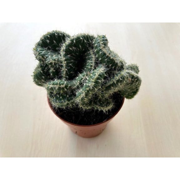 Opuntia cylindrica cristata