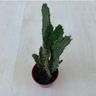 Opuntia monacantha