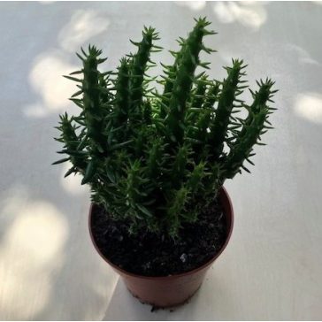 Opuntia subulata