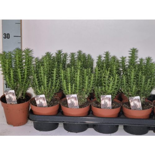 Opuntia subulata