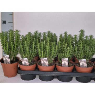 Opuntia subulata
