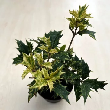Osmanthus heterophyllus 'Goshiki'