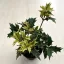 Osmanthus heterophyllus 'Goshiki'