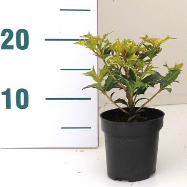 Osmanthus heterophyllus 'Goshiki'