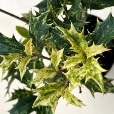 Osmanthus heterophyllus 'Goshiki'
