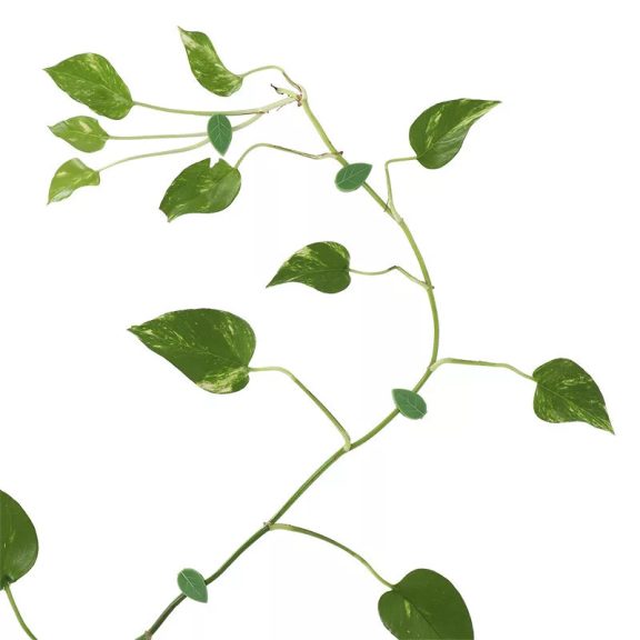Pinzeta (10ks)
