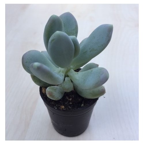 Pachyphytum glutinicaule