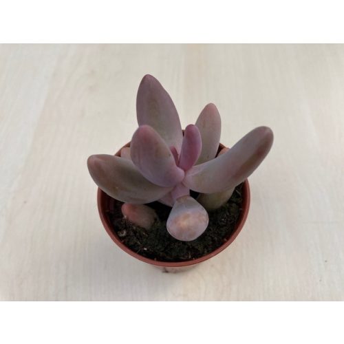 Pachysedum Ganzhou