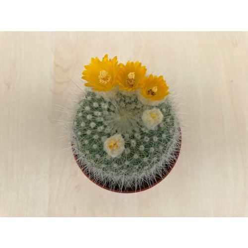Parodia chrysacanthion