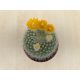 Parodia chrysacanthion