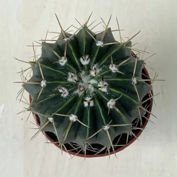 Parodia cf. mammulosa