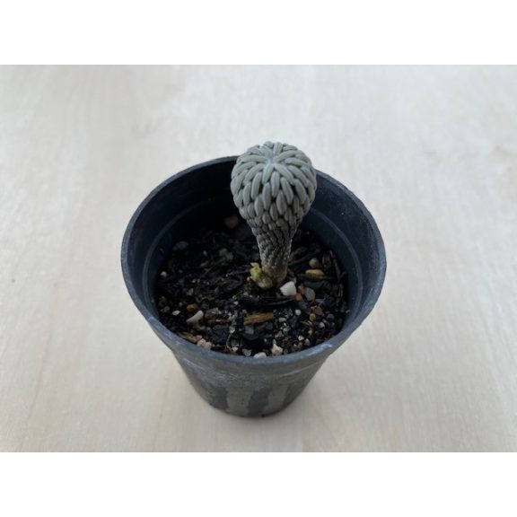 Pelecyphora Aselliformis