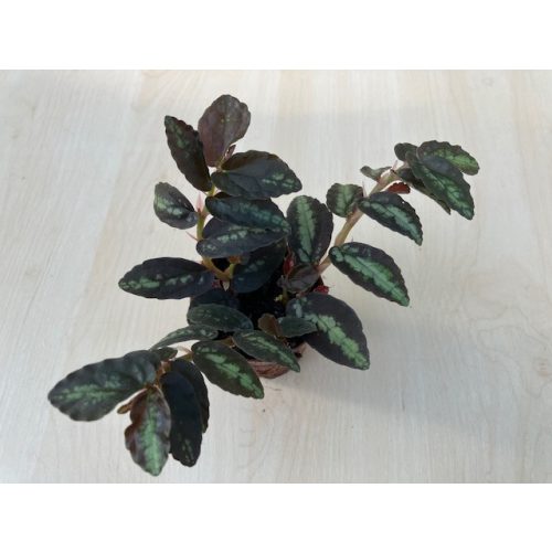Pellionia repens