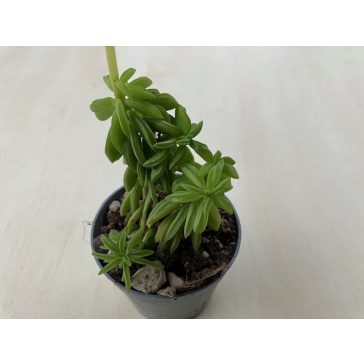 Peperomia dolabriformis
