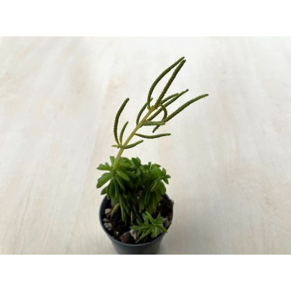 Peperomia dolabriformis