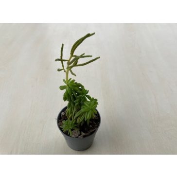 Peperomia dolabriformis