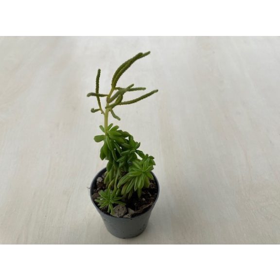 Peperomia dolabriformis