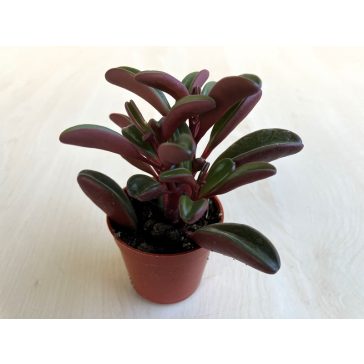 Peperomia graveolens