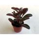 Peperomia graveolens
