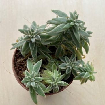 Peperomia 'Sprinkle'