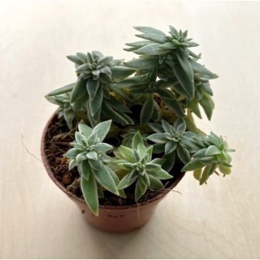 Peperomia 'Sprinkle'