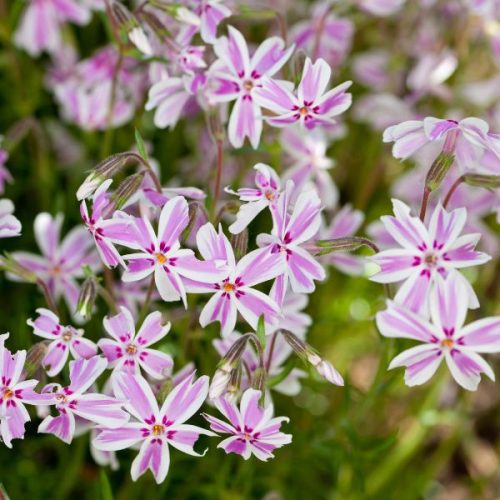 Phlox subulata 'Candy Stripes' - AFTER BLOOMING