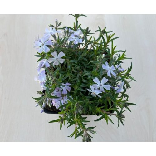 Phlox subulata 
