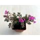 Phlox subulata