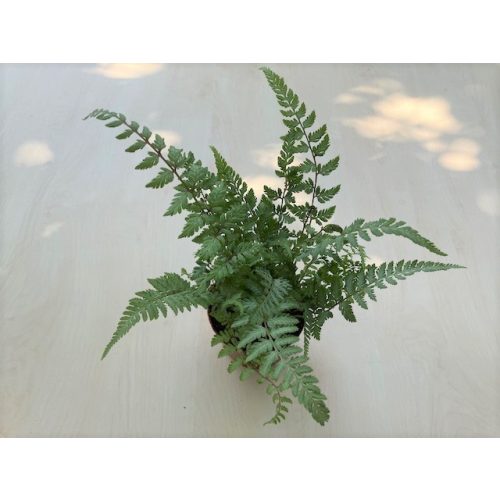 Polystichum