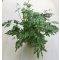  Pteris ensiformis ‘Evergemiensis’