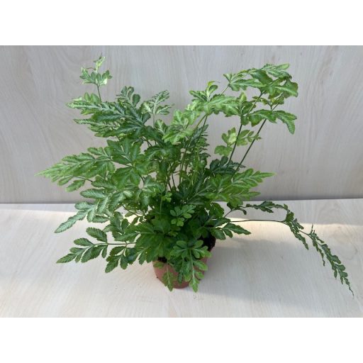  Pteris ensiformis ‘Evergemiensis’