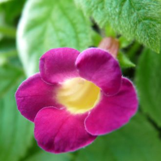   Achimenes x hybrida 'RF's A chicodonia Acapulco'
