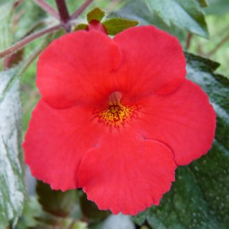 Achimenes x hybrida 'RF's Dream On'