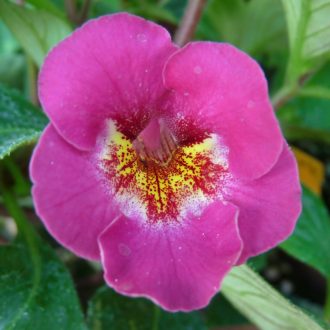 Achimenes x hybrida 'RF's Great Day'