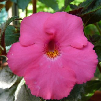 Achimenes x hybrida 'RF's La Diva'